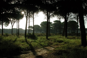 Sendero de la Vereda